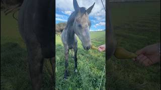 Rare Arabian Stallion Breed The Legendary Elegance and Power of the Desert Horses [upl. by Leerzej]