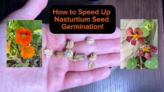 How to Speed Up Nasturtium Seed Germination  Scarification Methods [upl. by Ollecram]