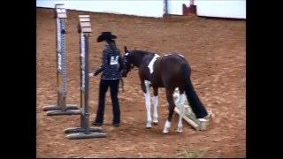 2012 APHA World Championship Show Yearling InHand Trail [upl. by Hiram]