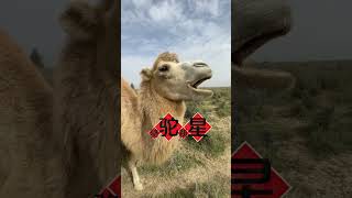 camel eating🥰🥰🥰 [upl. by Ardy]