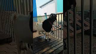 boer goat MH GOAT FARM [upl. by Dean]