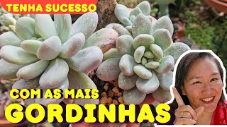 DICAS DE SUCESSO PARA AS MAIS GORDINHAS SUCULENTAS [upl. by Forbes]