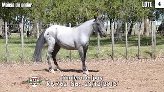 LOTE 4 TINAJERA SALPAY [upl. by Tracy39]