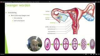 Havo 3 Thema 4 Voortplanting en Seksualiteit Basisstof 4 Zwanger worden Deel 2 [upl. by Ixel]