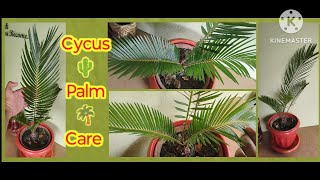 Information amp Care about Cycus Palm viralvideo nature gardening plantcare plantbeauty Cycus [upl. by Hawkie]