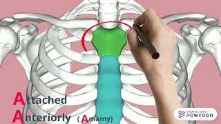 skeletal system [upl. by Jalbert]