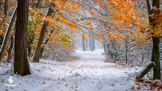 Beautiful Relaxing Music ❄️ Stop Overthinking Stress Relief Music ❄️ Relaxing Music [upl. by Akinaj850]