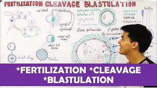 Embryology Fertilization Cleavage Blastulation [upl. by Eilraep]