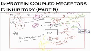 Receptors And Intracellular Signaling  GInhibitory Lecture 5  Pharmacology Lectures [upl. by Eseryt]