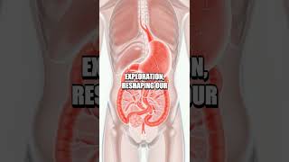 The Hidden Structure Unveiling the Mystery of the Human Mesentery [upl. by Farris]