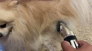 Oneisall Dog Shaver Clippers Low Noise Rechargeable Cordless Electric Quiet Hair Clippers [upl. by Ahab]