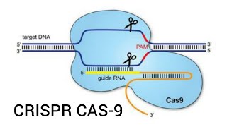 CRISPRCas9 Technology  Mechanism explained [upl. by Volding750]