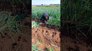 Amazing Green Onions Farming in Japan 🧅 farming Agriculture [upl. by Spindell209]