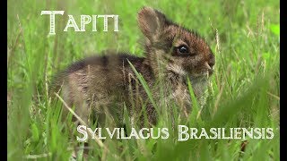 Tapiti Sylvilagus brasiliensis  Filhote de coelho silvestre [upl. by Anitniuq745]