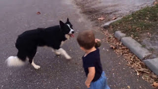 Border Collie and baby playing fetch [upl. by Seyah]