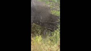 GIANT ELEPHANT BREEDING New video [upl. by Issak]