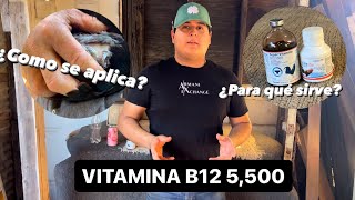 Cómo aplicar la vitamina B12 5500 en los GLLOS 🔥🐓 [upl. by Venetis]