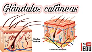 GLÂNDULAS CUTÂNEAS Sudoríferas e Sebáceas [upl. by Ahseenyt]