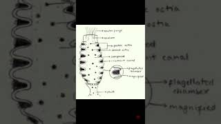 Canal system in Sycon in hindi  Biology solution [upl. by Notneuq995]