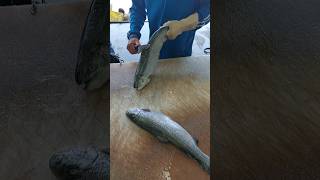 How to fillet a fish trout easily  A Beginners Guide [upl. by Christianson]