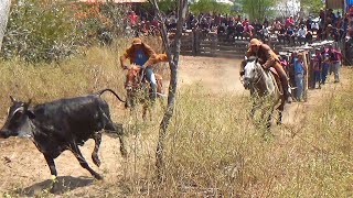 Pega de boi no mato na fazenda Formosa 24 [upl. by Gonyea107]