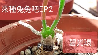 天冷了，來播多肉種子，碧光環EP2 Monilaria Obconica [upl. by Chong190]