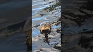 Yellow Bellied Slider Turtle in Water 6 Turtles on Cement at Lake Eola Park Orlando Florida [upl. by Ablasor714]