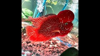 Full Red Flowerhorn Super Red Color Full Body Big Size Kamfa F2 Flowerhorn Fish Aquarium [upl. by Oscar]