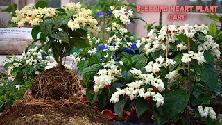 Bleeding Heart Plant Care I Pabitra Garden [upl. by Nirb]