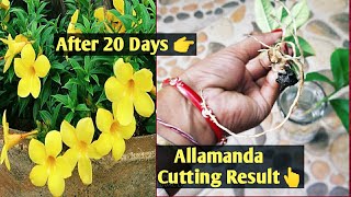 Allamanda Cutting in the Easiest Methods How to Grow Allmanad Plant20 दिन में ग्रो करे Allamanda [upl. by Ajak94]