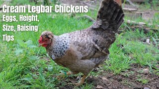 Cream Legbar Chickens 2023 Size Egg Laying Colors Temperament and More… [upl. by Eissim]