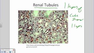 Intro to Histology and Epithelial Tissueswmv [upl. by Zacarias]