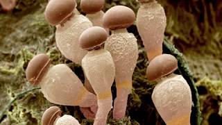 Ecology of Coprophilous Fungi [upl. by Novanod610]