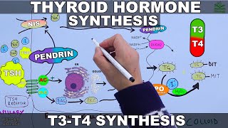 Thyroid Hormone Synthesis  T3  T4 [upl. by Tapes595]