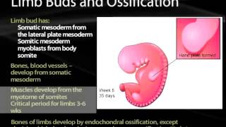 06 Somites and Muscle Development [upl. by Esiuolyram]