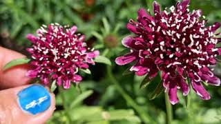 327  How to grow amp care Scabiosa plantScabiosa atropurpurea Pincushion flower Mourning bride [upl. by Siseneg]