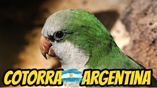 Cotorra Argentina Verde Común Loro Que puede Hablar y Es Un lorito De Compania [upl. by Gatian855]