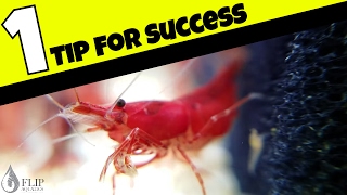 How to Breed Freshwater Shrimp  The Most Important Factor [upl. by Egamlat631]