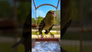 Black HOODED yellow siskin mule  Cabecita negra CD  Carduelis singing  Spinus Magellanica [upl. by Airun920]