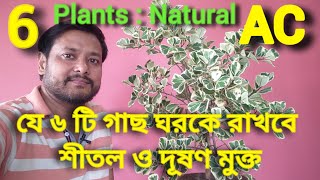 ঘর শীতল রাখতে বাড়িতে আনুন এই ৬ টি গাছAir Purifier 6 Indoor Plants [upl. by Netta]