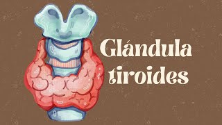 FISIOLOGÍA DE LA GLÁNDULA TIROIDES  FISIOLOGÍA I [upl. by Trofmoc883]