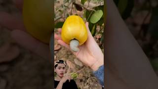 Jambu MONYET 🐵 sielwan youtubeshorts [upl. by Neumeyer132]