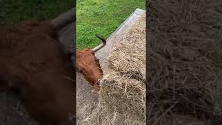 TORO SE ACERCA AL TRACTOR PARA COMER [upl. by Mccreery]