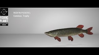 Fishing Planet  Emerald Lake  Trophy  Redfin Pickerel  Feeder [upl. by Ardnuassac]