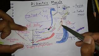 Digastric muscles some important point [upl. by Adriane664]