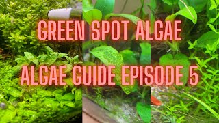 AQUARIUM ALGAE GUIDE Ep 5 Green Spot Algae  GSA [upl. by Yelmene]