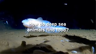 How do deep sea animals find food [upl. by Tarra60]