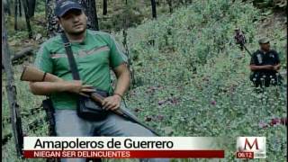 Amapoleros de Guerrero Reportaje de Milenio [upl. by Kiri478]