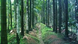 Betel Nut Trees forest [upl. by Ajnot]