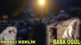 ZALİM AVCILAR YARALI KEKLİĞİ KADERİNE BIRAKMIŞ LAR [upl. by Edelson]